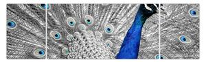 Obraz - modrý páv (170x50 cm)