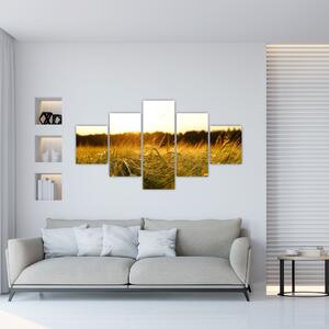 Obraz orosené trávy (125x70 cm)
