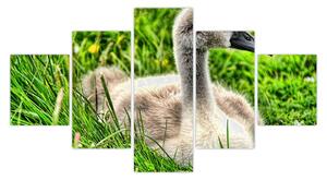 Obraz - malá labuť v trávě (125x70 cm)