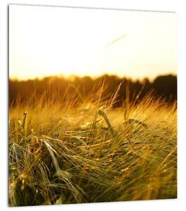 Obraz orosené trávy (30x30 cm)