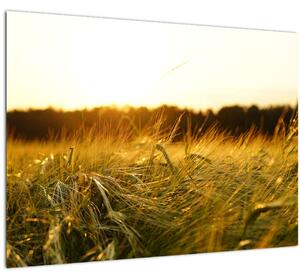 Obraz orosené trávy (70x50 cm)
