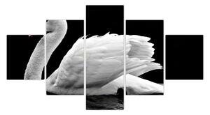 Obraz černobílé labutě (125x70 cm)