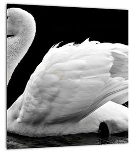 Obraz černobílé labutě (30x30 cm)