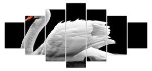 Obraz černobílé labutě (210x100 cm)