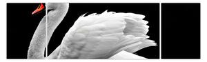 Obraz černobílé labutě (170x50 cm)