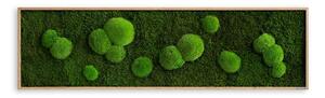 Mechový obraz z kopečkového a lesního mechu 140X40, Dřevěný rám (dub)