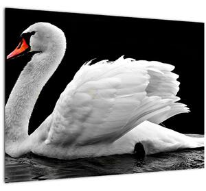 Obraz černobílé labutě (70x50 cm)