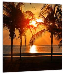 Obraz palmy v západu slunce (30x30 cm)