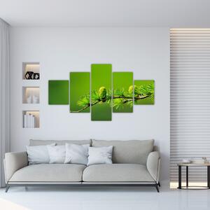 Obraz zelené šišky (125x70 cm)