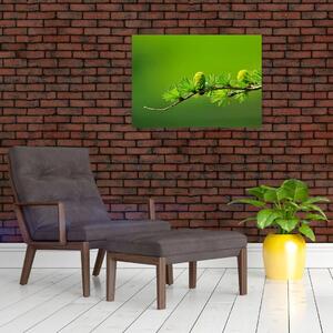 Obraz zelené šišky (70x50 cm)