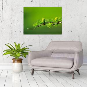 Obraz zelené šišky (70x50 cm)