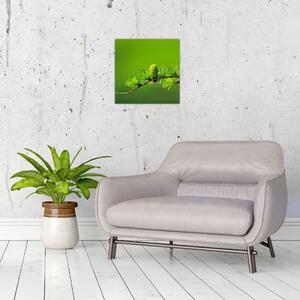 Obraz zelené šišky (30x30 cm)