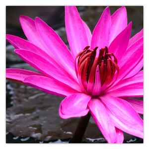 Obraz - růžový květ (30x30 cm)