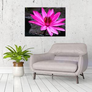 Obraz - růžový květ (70x50 cm)