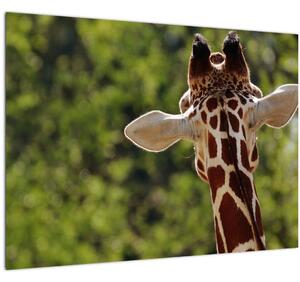 Obraz žirafy zezadu (70x50 cm)