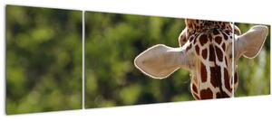 Obraz žirafy zezadu (170x50 cm)