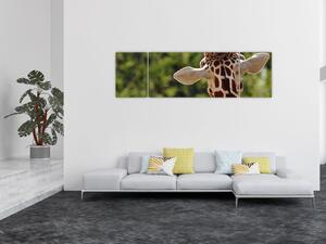 Obraz žirafy zezadu (170x50 cm)