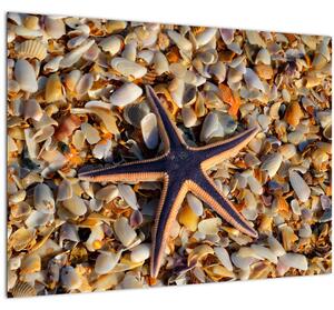Obraz mořské hvězdice (70x50 cm)