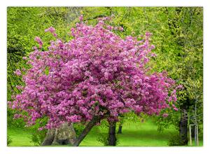 Obraz rozkvetlého stromu na louce (70x50 cm)