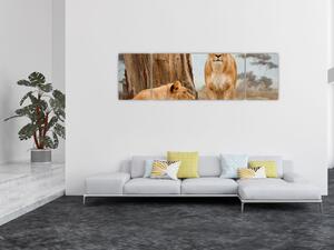 Obraz - dvě lvice (170x50 cm)