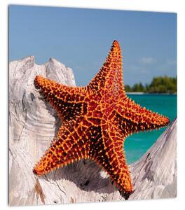 Obraz mořské hvězdice (30x30 cm)