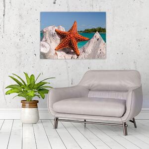 Obraz mořské hvězdice (70x50 cm)