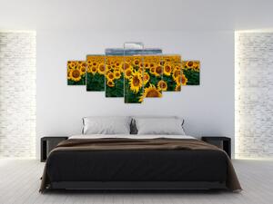 Obraz slunečnicového pole (210x100 cm)