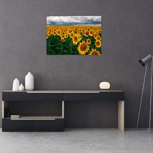 Obraz slunečnicového pole (70x50 cm)