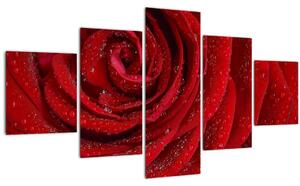 Obraz - detail růže (125x70 cm)
