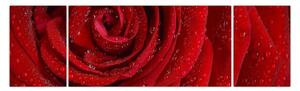 Obraz - detail růže (170x50 cm)