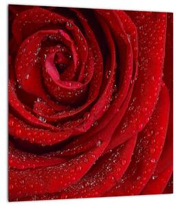 Obraz - detail růže (30x30 cm)