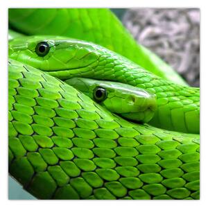 Obraz zelených hadů (30x30 cm)