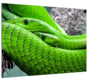 Obraz zelených hadů (70x50 cm)