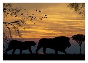 Obraz Safari (70x50 cm)
