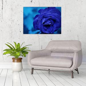 Obraz modré růže (70x50 cm)