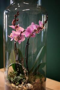 Živá orchidej v lahvi