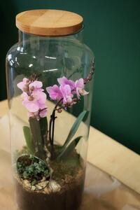 Živá orchidej v lahvi
