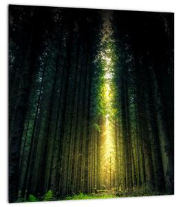 Obraz temného lesa (30x30 cm)