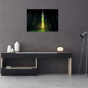 Obraz temného lesa (70x50 cm)