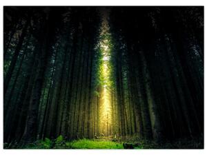 Obraz temného lesa (70x50 cm)