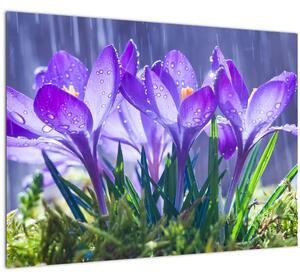 Obraz květin v dešti (70x50 cm)