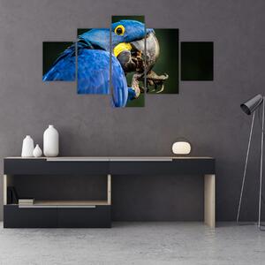 Obraz papouška (125x70 cm)