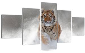 Obraz běžícího tygra ve sněhu (125x70 cm)