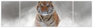 Obraz běžícího tygra ve sněhu (170x50 cm)