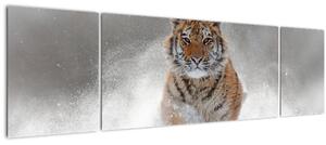 Obraz běžícího tygra ve sněhu (170x50 cm)