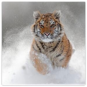 Obraz běžícího tygra ve sněhu (30x30 cm)