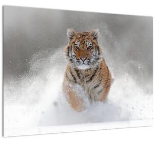 Obraz běžícího tygra ve sněhu (70x50 cm)