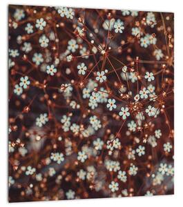 Obraz květiny Pomněnka lesní (30x30 cm)