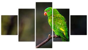 Obraz papouška na větvi (125x70 cm)