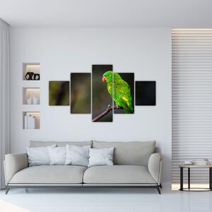 Obraz papouška na větvi (125x70 cm)